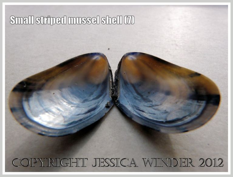 Small striped mussel shell (7)