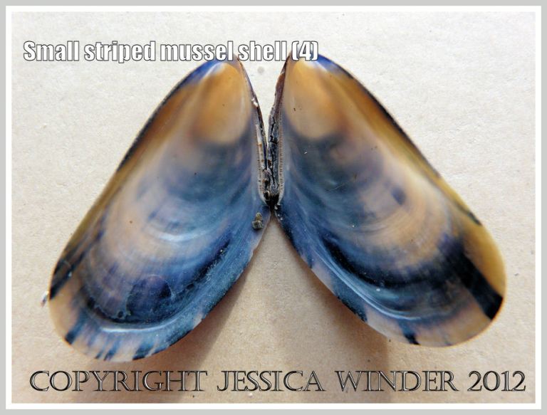 Small striped mussel shell (4)