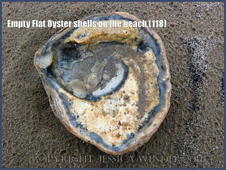 P1230222aBlog118 European Flat Oyster shell (Ostrea edulis Linnaeus), left valve, inner surface, on rain-pitted sand, Rhossili beach, Gower, West Glamorgan, UK (118)