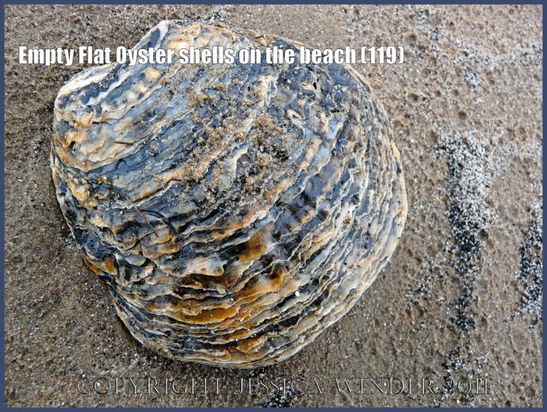 P1230223aBlog119 European Flat Oyster shell (Ostrea edulis Linnaeus), left valve, outer surface, on rain-pitted sand, Rhossili beach, Gower, West Glamorgan, UK (119)