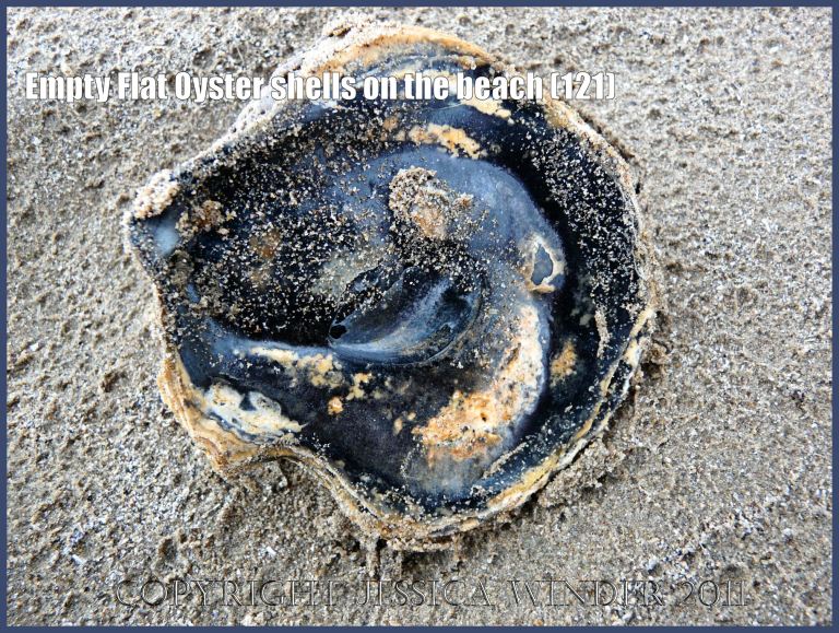 P1230264aBlog121 European Flat Oyster shell (Ostrea edulis Linnaeus), left valve, outer surface, stained black by burial in deep sediments, on rain-pitted sand, Rhossili beach, Gower, West Glamorgan, UK (121)