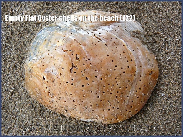 P1230280aBlog122 European Flat Oyster shell (Ostrea edulis Linnaeus), left valve, outer surface, with holes made by boring sponge, stained orange by shallow burial in sediments, on rain-pitted sand, Rhossili beach, Gower, West Glamorgan, UK (122)