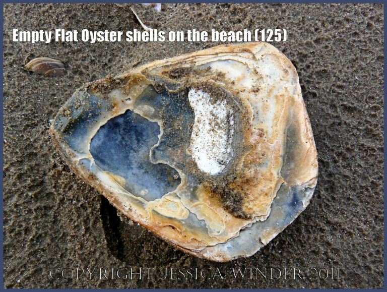P1230303aBlog125 European Flat Oyster shell (Ostrea edulis Linnaeus), right valve, inner surface, stained orange and black by burial in shore sediments, on rain-pitted sand, Rhossili Beach, Gower, West Glamorgan, UK (125)