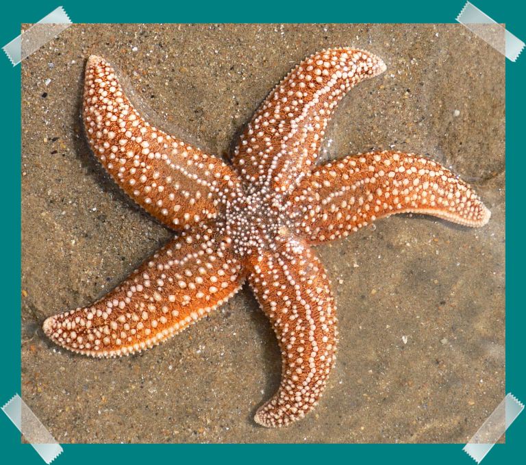 Living Common Starfish, Asterias rubens Linnaeus, on a sandy beach in the UK