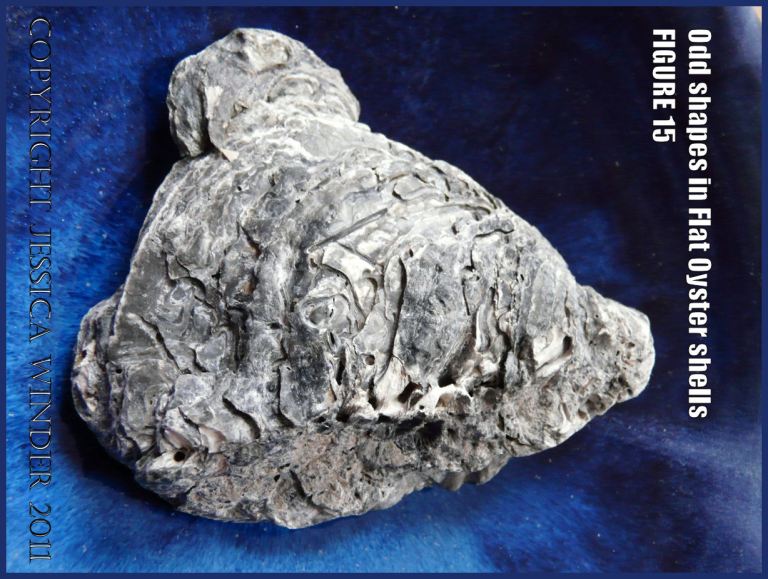P1030410Blog15 Irregular shaped European Flat Oyster or British Native Oyster shell (Ostrea edulis Linnaeus) Figure 15 exterior surface