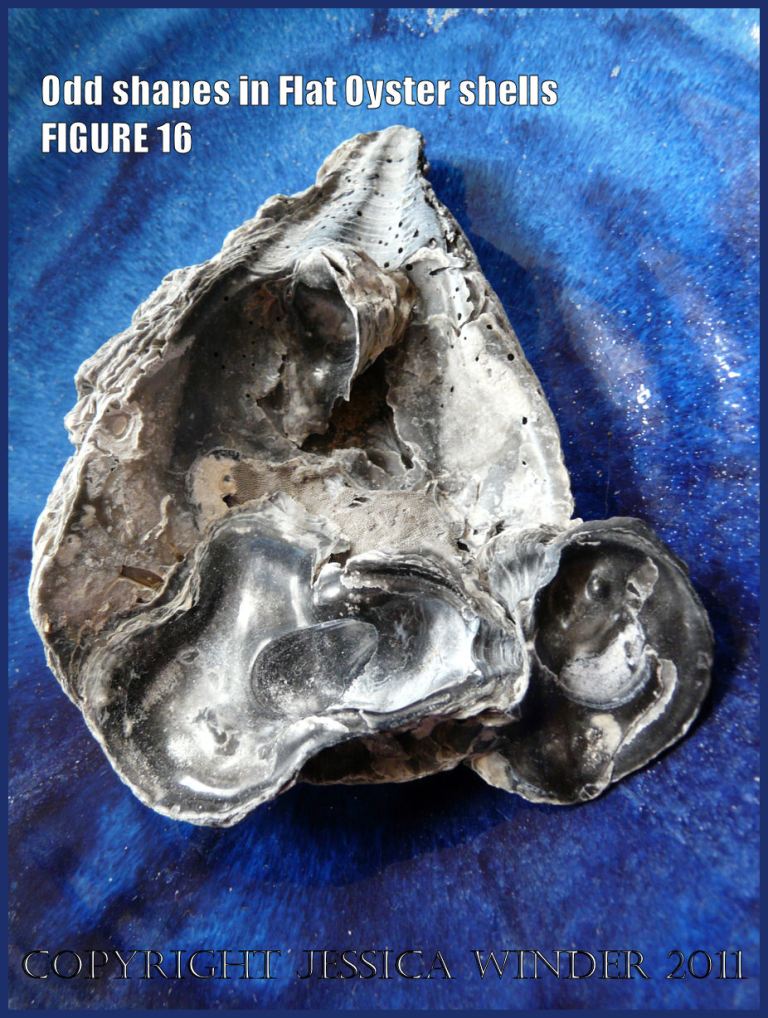 P1030413Blog16 Irregular shaped European Flat Oyster or British Native Oyster shell (Ostrea edulis Linnaeus) Figure 16 interior surface