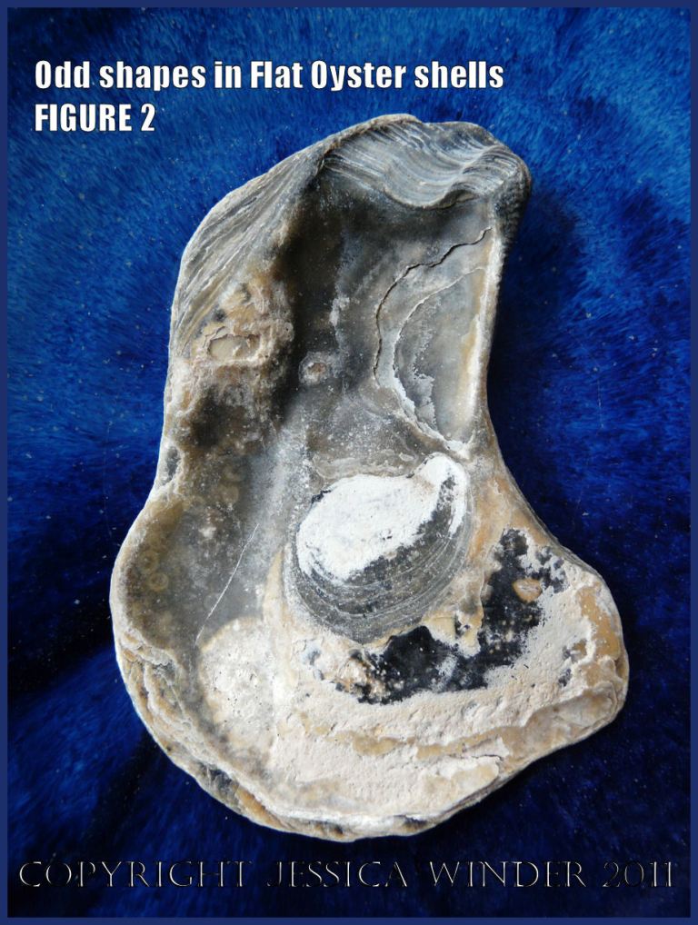 P1030427Blog2 Irregular shaped European Flat Oyster or British Native Oyster shell (Ostrea edulis Linnaeus) Figure 2 Interior view