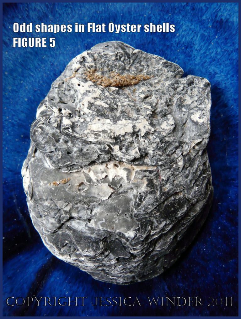 P1030430Blog5 Irregular shaped European Flat Oyster or British Native Oyster shell (Ostrea edulis Linnaeus) Figure 5 External surface