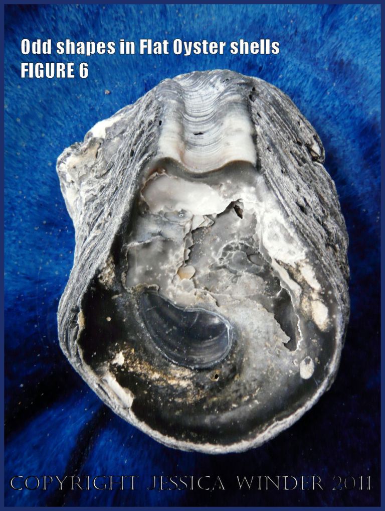 P1030431Blog6 Irregular shaped European Flat Oyster or British Native Oyster shell (Ostrea edulis Linnaeus) Figure 6 Internal surface