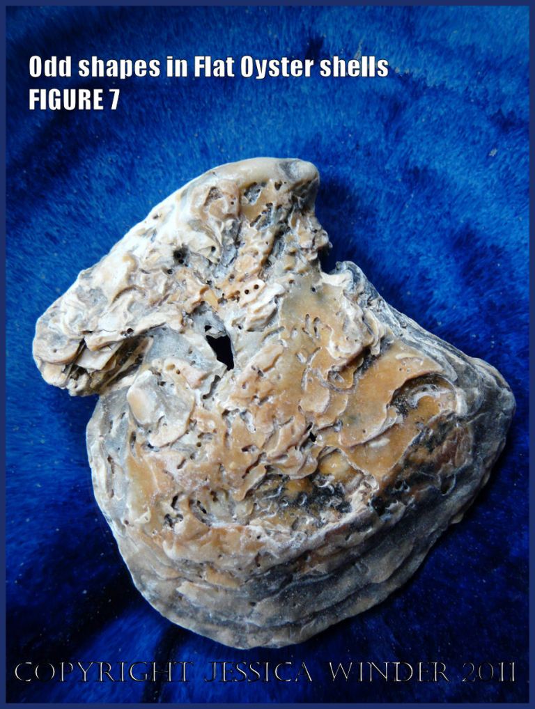 P1030442Blog7 Irregular shaped European Flat Oyster or British Native Oyster shell (Ostrea edulis Linnaeus) Figure 7 Outer surface