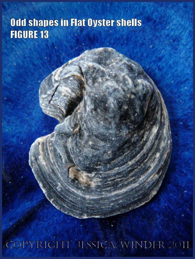 P1030454Blog13 Irregular shaped European Flat Oyster or British Native Oyster shell (Ostrea edulis Linnaeus) Figure 13 Exterior surface