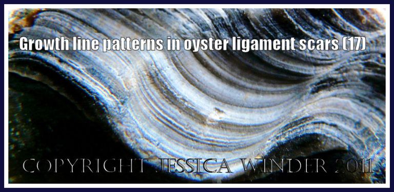 Seashell texture picture: Growth line pattern in the ligament area of an old oyster shell (P1220281aBlog17)