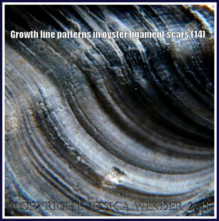 Patterns in nature macro photograph: Growth line pattern in the ligament area of an old oyster shell (P1220282aBlog14)