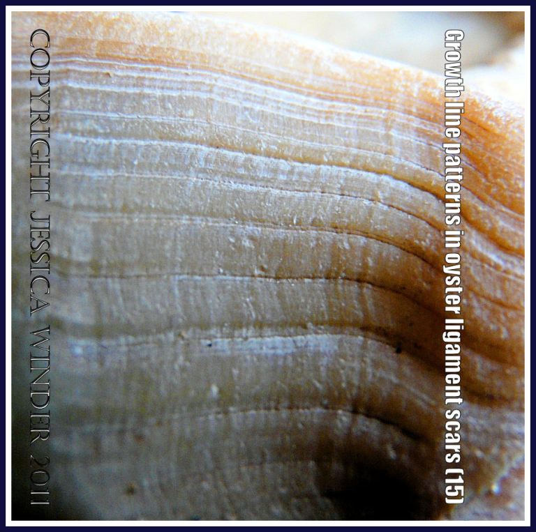 Oyster shell ligament scar picture: Growth line pattern in the ligament area of an old oyster shell (P1220342aBlog15)