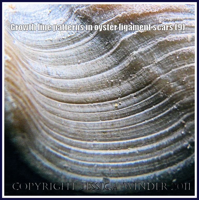 Seashell macro photograph: Pattern of curving growth lines in the ligament area of an old oyster shell (P1220355aBlog9)