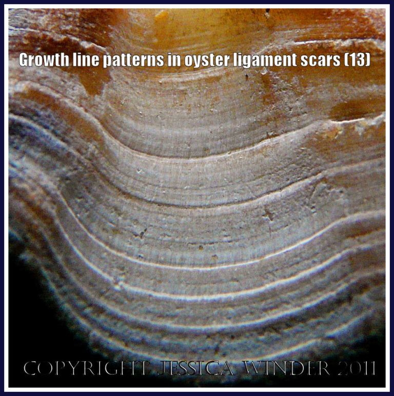 Seashell ligament scays photograph: Growth line pattern in the ligament area of an old oyster shell (P1220415aBlog13)