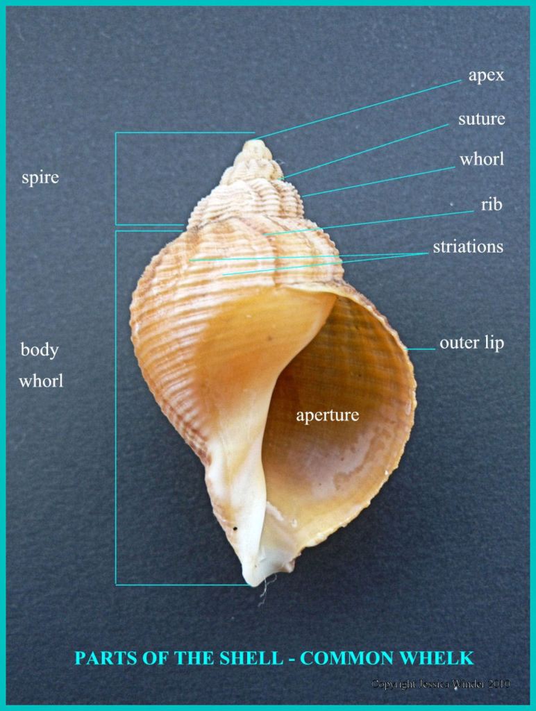 Parts of the shell – Common Whelk – Jessica's Nature Blog