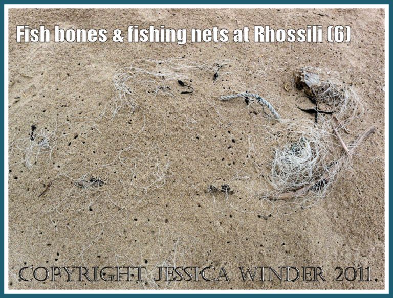 Fishing net barely visible on the surface of the sand, surrounded by numerous small holes made by burrowing sandhoppers that have stripped the meat from the bones of the trapped fish in the net. Rhossili Bay, Gower, South Wales, UK (6)