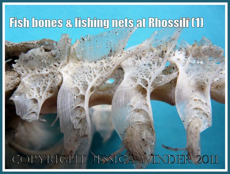 Fish bones: Delicate tracery of fish vertebrae found on the strandline at Rhossili, Gower, South Wales (1)