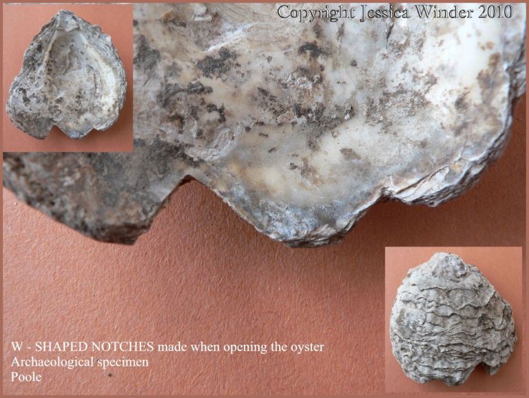 P1090235Blog1 Notches on the edge of a British Native Oyster shell (Ostrea edulis Linnaeus) from an archaeological excavation in UK - made by a knife in historic times when the oyster was opened (1)