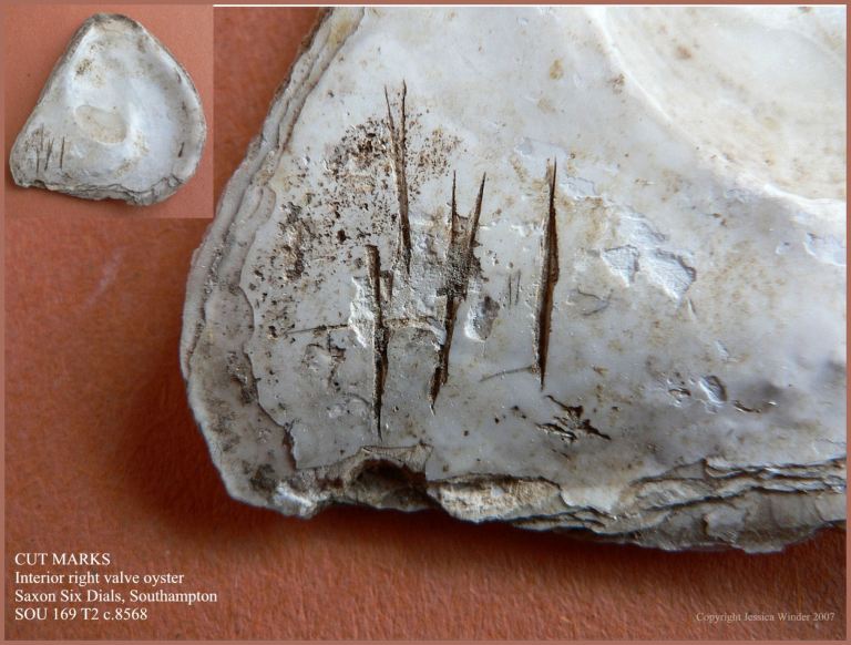 P1090250Blog5 Cut marks on the soft inner surface of a British Native Oyster shell (Ostrea edulis Linnaeus) from an archaeological excavation in UK - made by a knife in historic times when the oyster was opened (5)