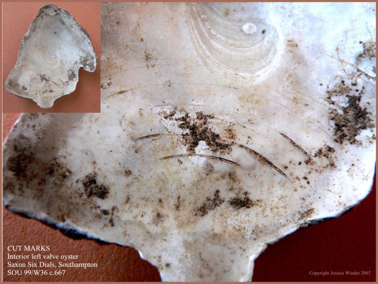 P1090250Blog6 Cut marks on the soft inner surface of a British Native Oyster shell (Ostrea edulis Linnaeus) from an archaeological excavation in UK - made by a knife in historic times when the oyster was opened (6)