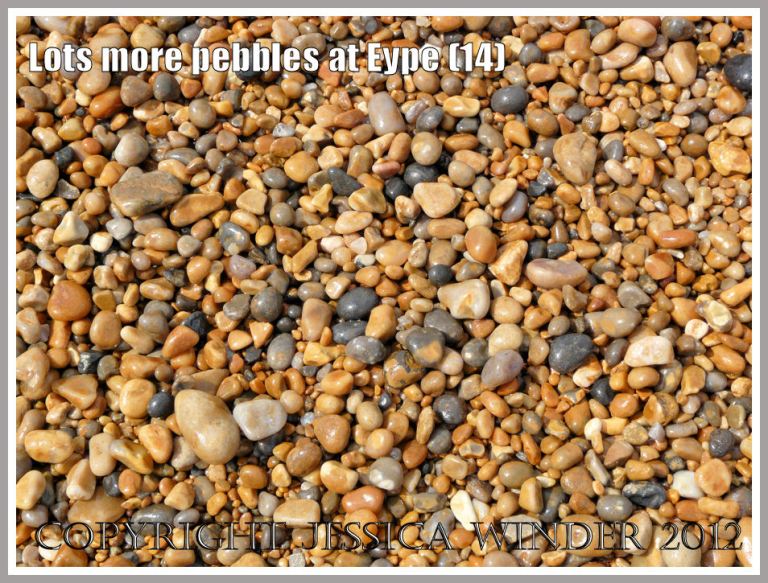 Lots more pebbles at Eype (14)