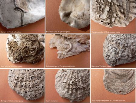 Figure 2: Epibiont evidence in flat oyster shells