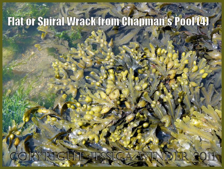 P1100259aBlog4 Closer view of Flat Wrack and other Fucoid seaweeds on a rock platform at Chapmans Pool, Dorset, UK - part of the Jurassic Coast (4) Picture of seaweeds: Closer view of Flat Wrack and other Fucoid seaweeds on a rock platform at Chapmans Pool, Dorset, UK - part of the Jurassic Coast (P1100259aBlog4)