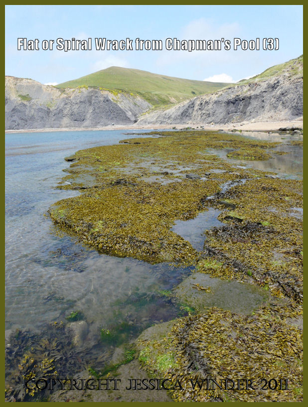 P1100262aBlog3 View of the seashore at Chapman's Pool with a rock platform covered with Flat Wrack and other Fucoid seaweeds, in Dorset, UK, on the Jurassic Coast World Heritage Site (3) Seaweeds photograph: View of the seashore at Chapman's Pool with a rock platform covered with Flat Wrack and other Fucoid seaweeds, in Dorset, UK, on the Jurassic Coast World Heritage Site (P1100262aBlog3)