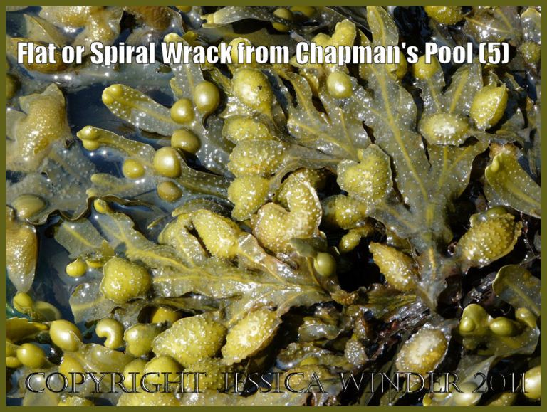 P1100264aBlog5 Detail of Flat Wrack and other Fucoid seaweeds on a rock platform at Chapmans Pool, Dorset, UK - part of the Jurassic Coast (5) Seaweeds close-up photograph: Detail of Flat Wrack and other Fucoid seaweeds on a rock platform at Chapmans Pool, Dorset, UK - part of the Jurassic Coast (P1100264aBlog5)
