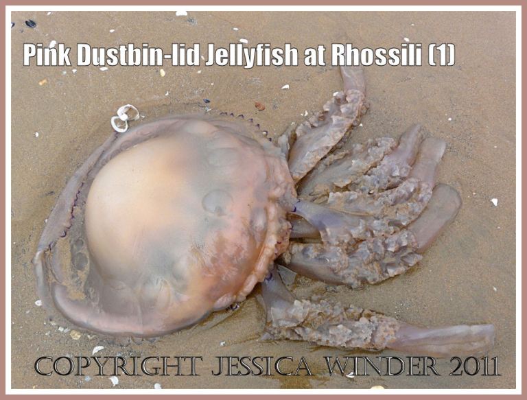 Jellyfish on Rhossili beach: Pink Dustbin-lid Jellyfish, Rhizostoma octopus (Linnaeus), on the strandline at Rhossili, Gower, South Wales, June 2009, upper surface (1)