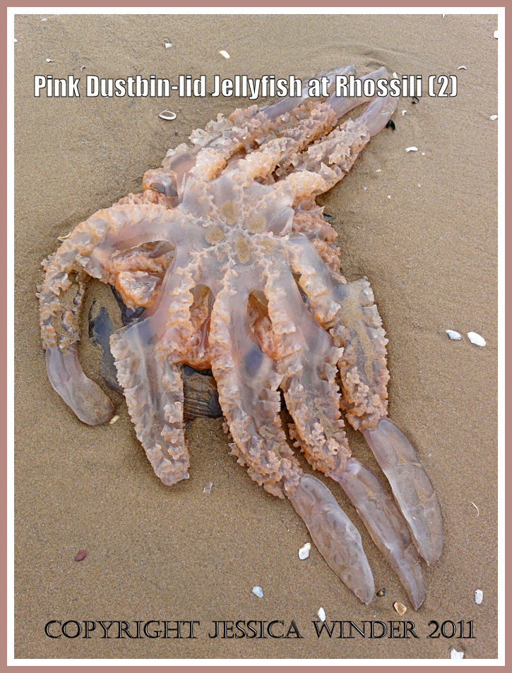Stranded jellyfish: Pink Dustbin-lid Jellyfish, Rhizostoma octopus (Linnaeus), on the strandline at Rhossili, Gower, South Wales, June 2009, under surface (2)