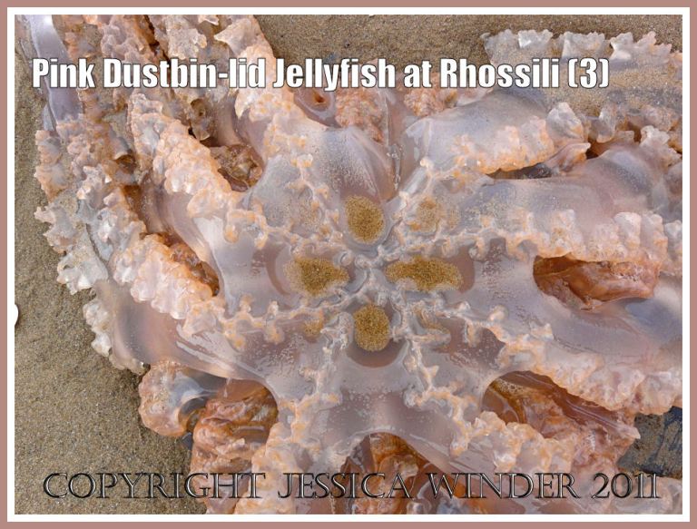 Rhizostoma octopus (Linnaeus): Pink Dustbin-lid Jellyfish, Rhizostoma octopus (Linnaeus), on the strandline at Rhossili, Gower, South Wales, June 2009, closer view of the under surface (3)