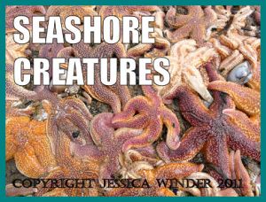 SEASHORE CREATURES (like starfish) - a subject category for seashore photography and "Jessica's Nature Blog"
