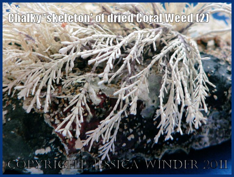 P1050482aBlog2 Close-up view of the segmented white chalky branches of bleached white dead Coral Weed (Corallina officinalis Linnaeus)(2)
