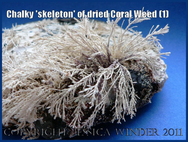 P1050483aBlog1 A beach stone covered with the white articulated chalky 'skeletons' of dead Coral Weed (Corallina officinalis Linnaeus) which is normally pink when alive (1)