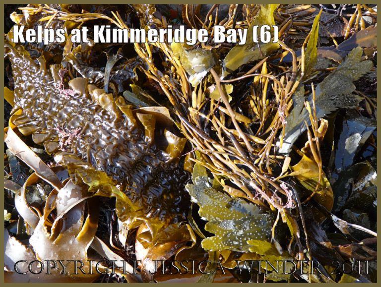 P1050893Blog6 An assortment of seaweeds washed up on the beach at Kimmeridge Bay, Dorset, UK onthe Jurassic Coast World Heritage Site. Includes the crinkled blades of Sea Belt and Sea Oak with its elongated gas bladders looking like seed pods. P1050893Blog6 An assortment of seaweeds washed up on the beach at Kimmeridge Bay, Dorset, UK onthe Jurassic Coast World Heritage Site. Includes the crinkled blades of Sea Belt and Sea Oak with its elongated gas bladders looking like seed pods.