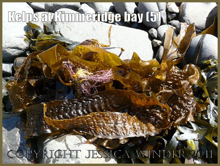 P1050895Blog5 The crinkled blades of the kelp seaweed known as Sea Belt or Poor Man's Weather Glass, Latin name Laminaria saccharina, washed up on the shore at Kimmeridge Bay, Dorset, UK on the Jurassic Coast World Heritage Site P1050895Blog5 The crinkled blades of the kelp seaweed known as Sea Belt or Poor Man's Weather Glass, Latin name Laminaria saccharina, washed up on the shore at Kimmeridge Bay, Dorset, UK on the Jurassic Coast World Heritage Site
