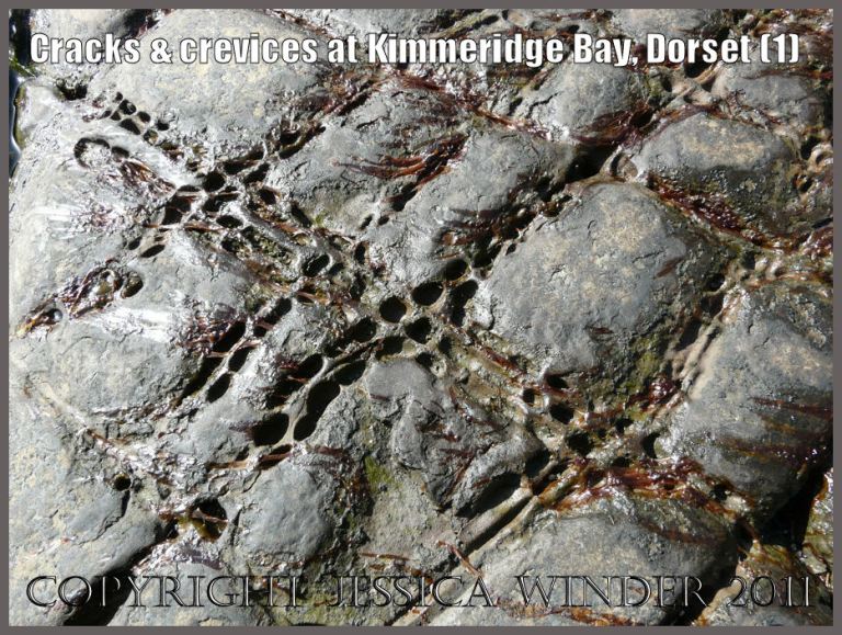 P1050930Blog Pattern of cracks and crevices in the rock pavement on the seashore at Kimmeridge Bay, Dorset, U.K. on the Jurassic Coast World Heritage Site