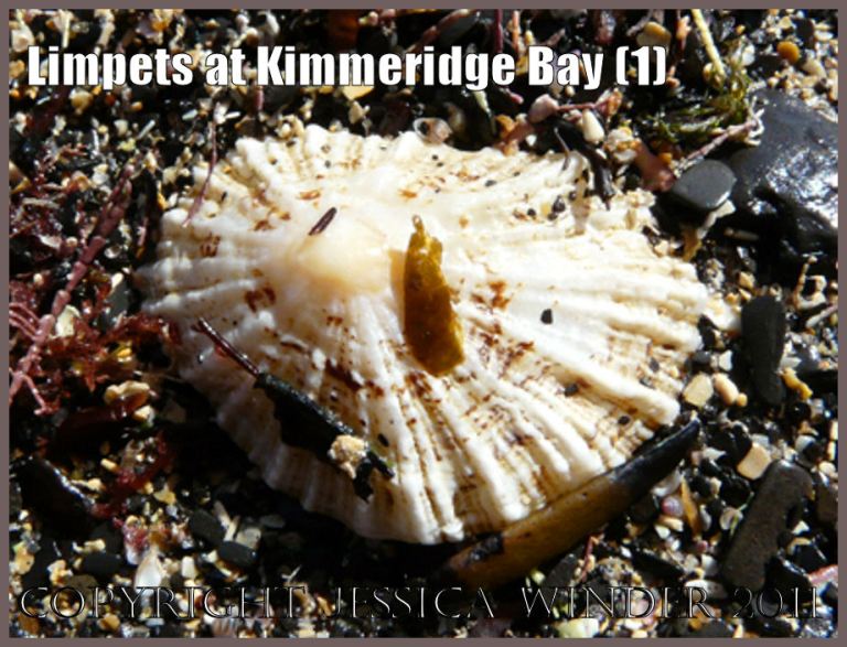 P1050936Blog1 Limpet shell (Patella sp.) at Kimmeridge Bay, Dorset, UK on the Jurassic Coast World Heritage Site