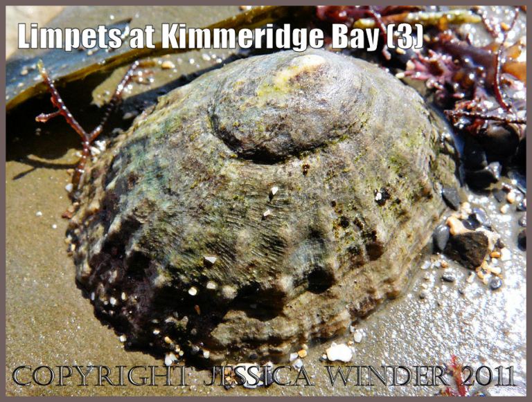 P1050958Blog3 Limpet with irregularly-shaped shell attached to rock at Kimmeridge Bay, Dorset, UK on the Jurassic Coast World Heritage Site 