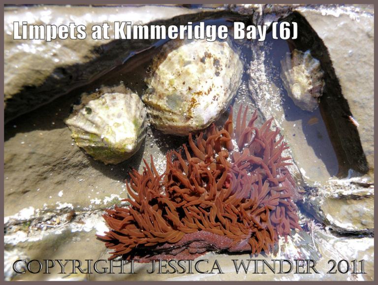 P1060014Blog6 Common Limpets (Patella vulgata Linnaeus) in a rock pool with red Beadlet Anemones (Actinia equina Linnaeus) at Kimmeridge Bay, Dorset, UK on the Jurassic Coast World Heritage Site
