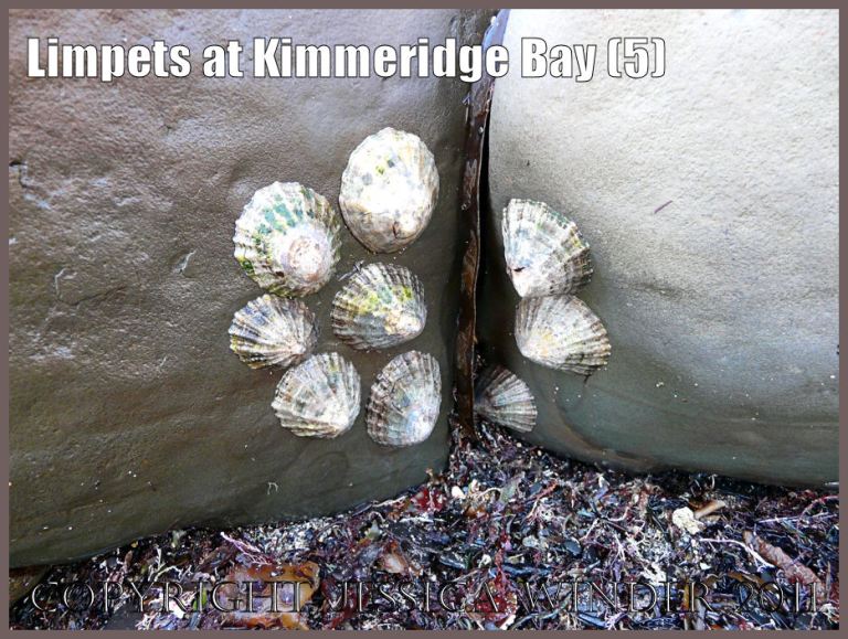 P1060024Blog5 A cluster of limpets, with coloured markings on their shells, attached to rocks at Kimmeridge Bay, Dorset, UK on the Jurassic Coast World Heritage Site