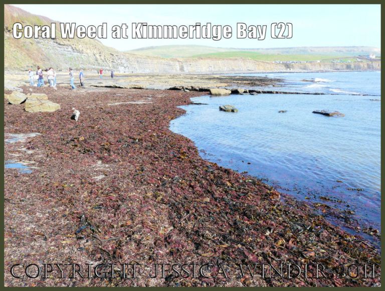 P1060118aBlog2 A raft of mostly red seaweeds, including Coral Weed, washed up at Kimmeridge Bay, Dorset, UK on the Jurassic Coast World Heritage Site (2). P1060118aBlog2 A raft of mostly red seaweeds, including Coral Weed, washed up at Kimmeridge Bay, Dorset, UK on the Jurassic Coast World Heritage Site (2).