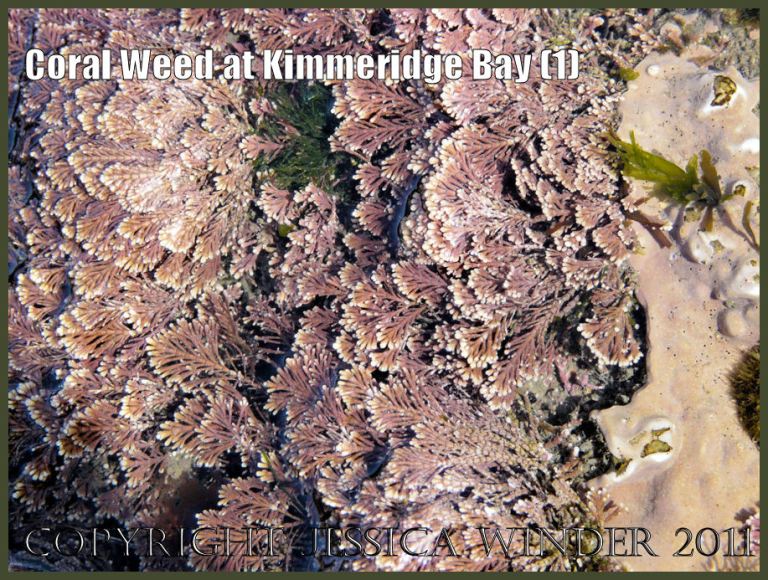 P1060146aBlog1 Coral Weed (Corallina officinalis Linnaeus), a calcareous seaweed at Kimmeridge Bay, Dorset, UK on the Jurassic Coast World Heritage Site (1) P1060146aBlog1 Coral Weed (Corallina officinalis Linnaeus), a calcareous seaweed at Kimmeridge Bay, Dorset, UK on the Jurassic Coast World Heritage Site (1)