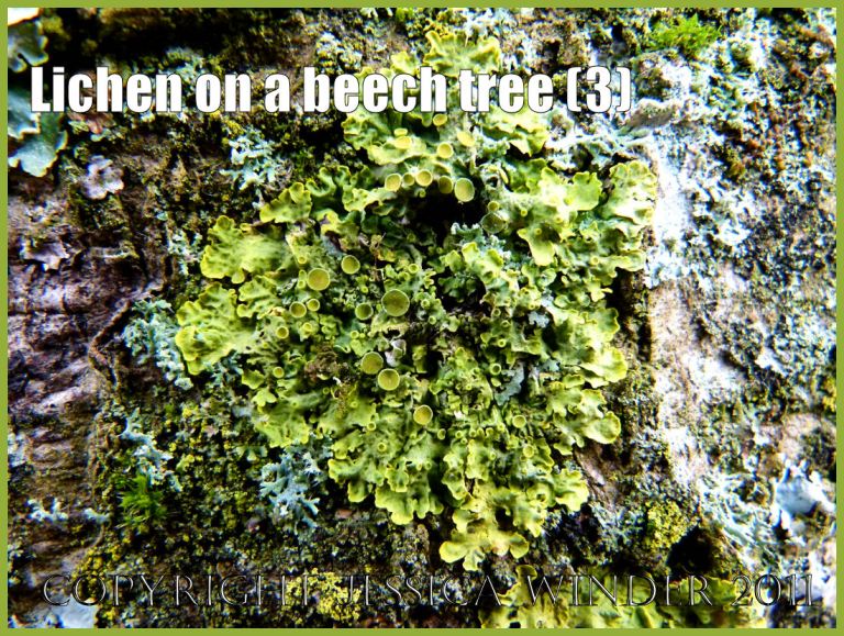 Common British lichens: Bright green lichen with cup-like fruiting bodies on beech tree bark (P1000026Blog3)
