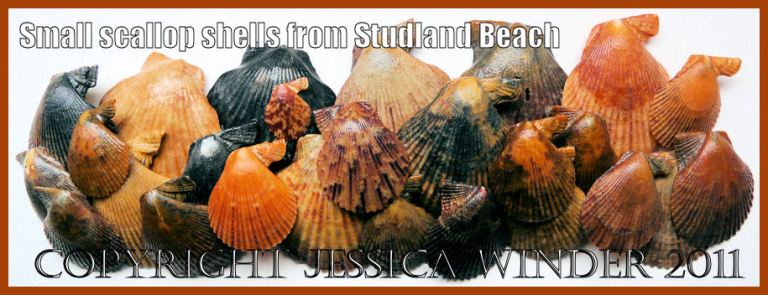 Seashell pictures: An assortment of small, multi-coloured, variegated scallop shells from the beach at Studland Bay, Dorset, UK on the Jurassic Coast World Heritage Site.