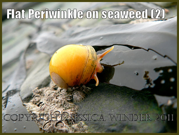 P1050239aBlog2 A living Flat Periwinkle on rock with Toothed Wrack and acorn barnacles, Kimmeridge Bay, Dorset, UK on the Jurassic Coast World Heritage Site (2) P1050239aBlog2 A living Flat Periwinkle on rock with Toothed Wrack and acorn barnacles, Kimmeridge Bay, Dorset, UK on the Jurassic Coast World Heritage Site (2)