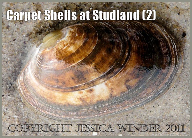 Seashell picture: Pullet Carpet Shell, Venerupis senegalensis, washed ashore at Studland Bay, Dorset, UK on the Jurassic Coast World Heritage Site (P1050414aBlog2)